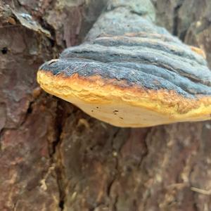 Red-belted Polypore