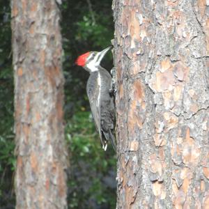 Pileated Woodpecker