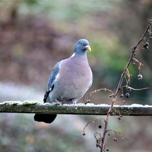 Common Wood-pigeon