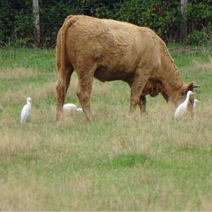 Cattle Egret