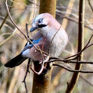 Eurasian Jay