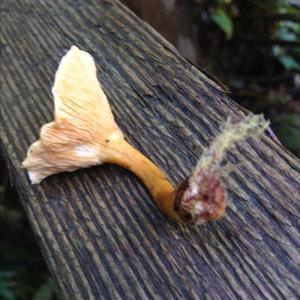 False Chanterelle