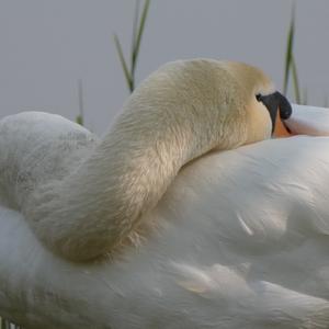 Mute Swan