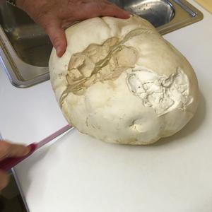 Giant Puffball