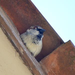 House Sparrow