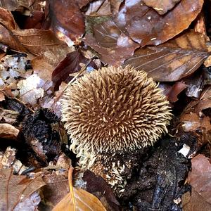 Spiny Puffball