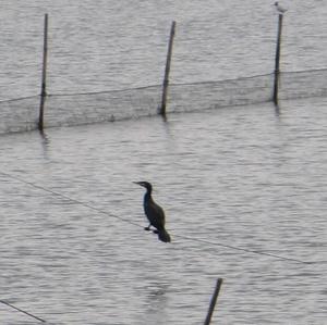 Great Cormorant