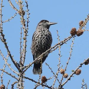 Spotted Nutcracker