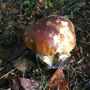 King Bolete