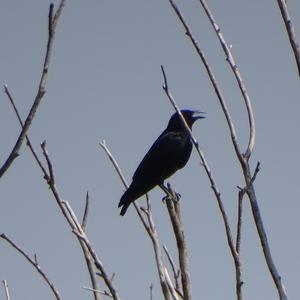 Carrion Crow