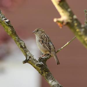 House Sparrow