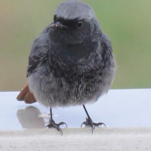 Black Redstart