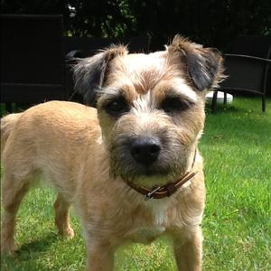 Border Terrier