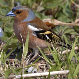 Eurasian Chaffinch