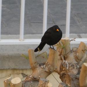 Eurasian Blackbird