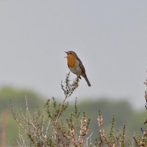 European Robin