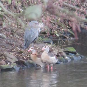 Nilgans