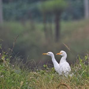 Cattle Egret