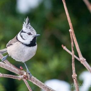 Crested Tit