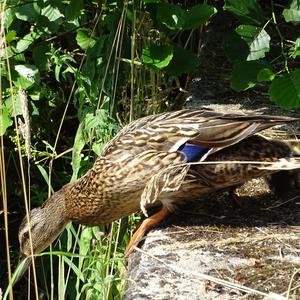 Mallard