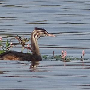 Great Crested Grebe