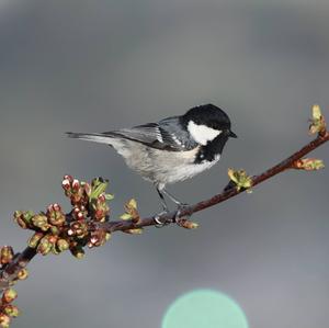 Coal Tit