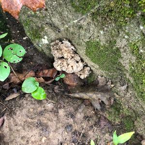 Hen-of-the-Woods