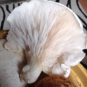 Oyster Mushroom