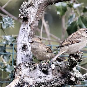 House Sparrow