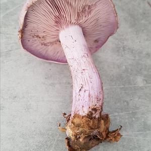 Wood Blewit