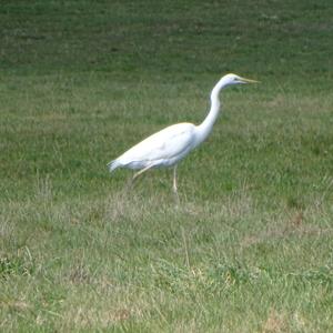 Great Egret