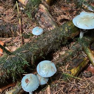 Green Stropharia