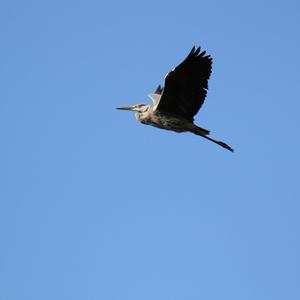 Grey Heron