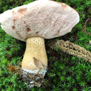 Bitter Bolete