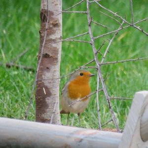 European Robin