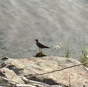 Lesser Yellowlegs