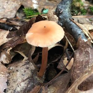 Fairy Ring Mushroom