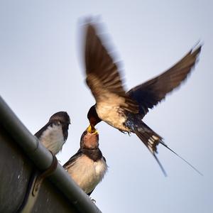 Barn Swallow