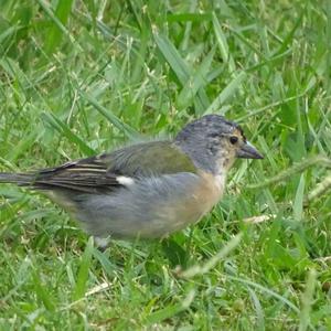 Eurasian Chaffinch