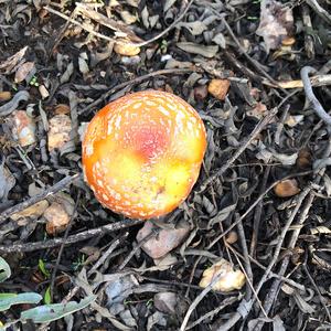 Fly Agaric