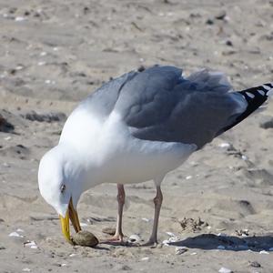 Herring Gull