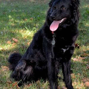 Unknown Breed