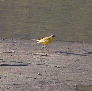 Yellow Wagtail