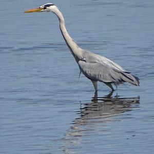 Grey Heron