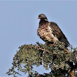 Common Wood-pigeon