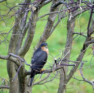 Cooper's Hawk