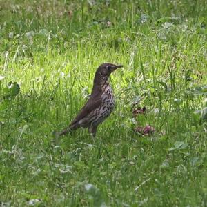 Mistle Thrush