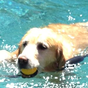 Retriever (Golden)