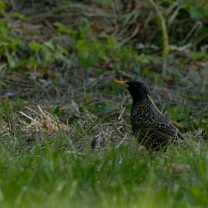 Common Starling