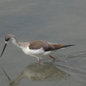 Black-winged Stilt